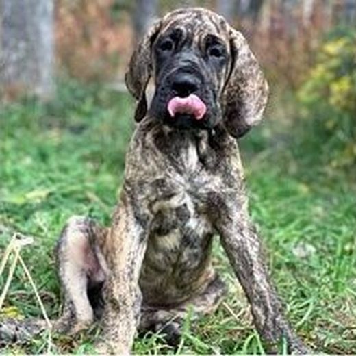European Great Dane puppy photo