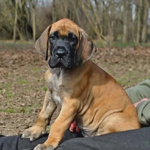 European Great Dane puppy photo