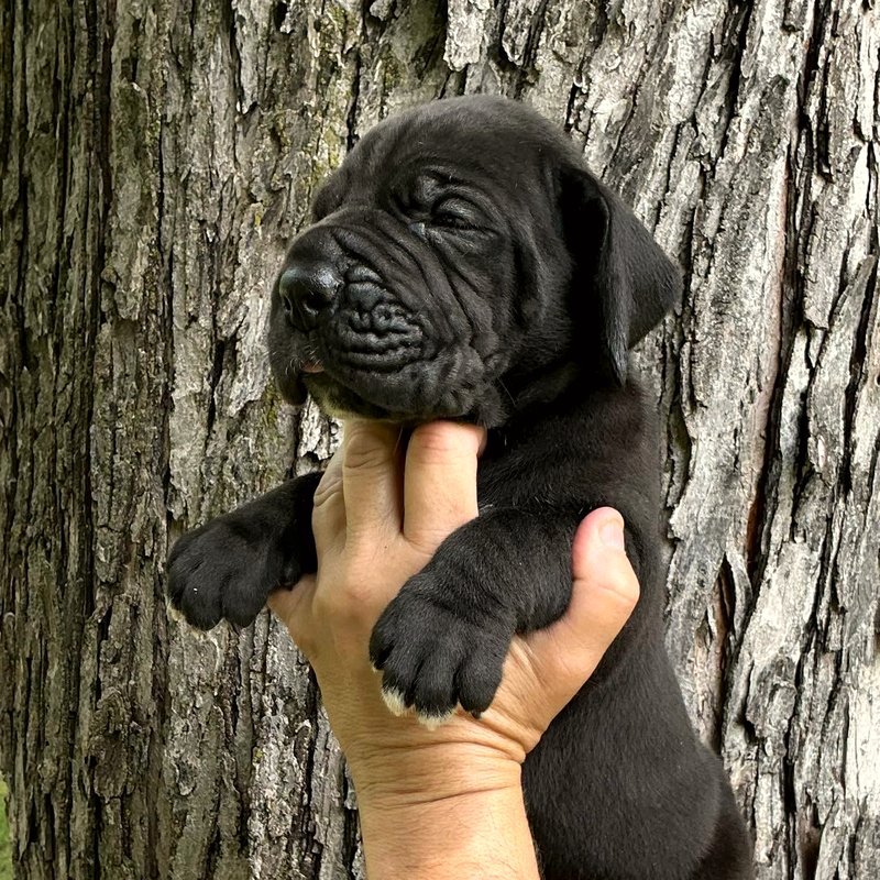 Solid black female European Great Dane puppy at Reager's House in Topeka, Kansas
