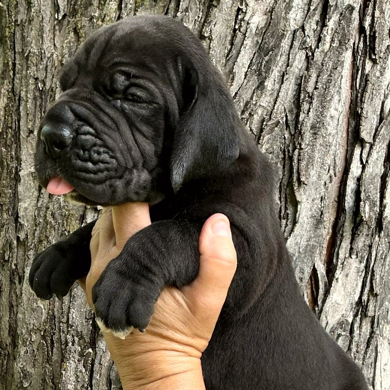 Solid black female European Great Dane puppy at Reager's House in Topeka, Kansas
