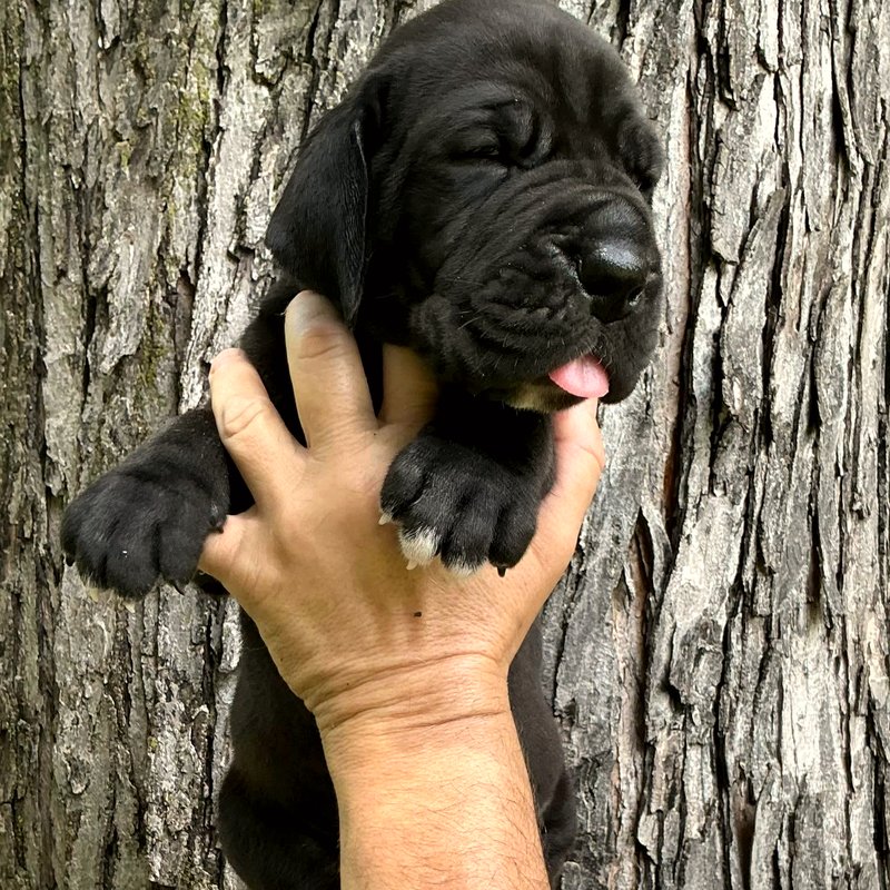 Solid black female European Great Dane puppy at Reager's House in Topeka, Kansas