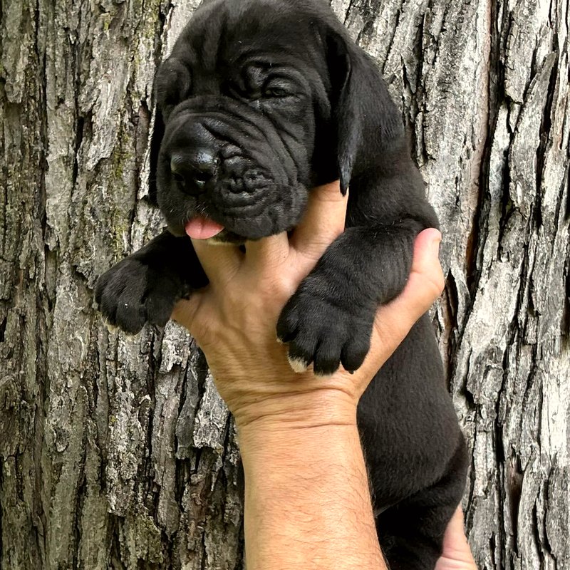 Solid black female European Great Dane puppy at Reager's House in Topeka, Kansas