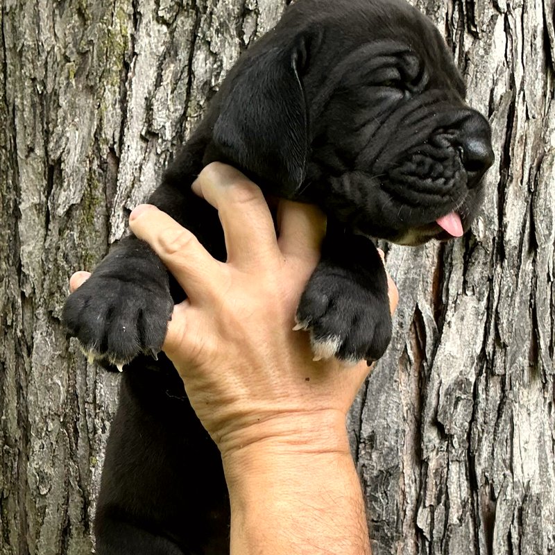 Solid black female European Great Dane puppy at Reager's House in Topeka, Kansas