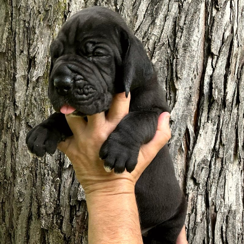 Solid black female European Great Dane puppy at Reager's House in Topeka, Kansas