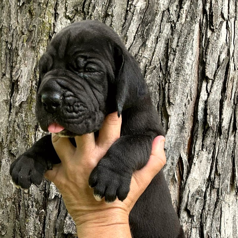 Solid black female European Great Dane puppy at Reager's House in Topeka, Kansas