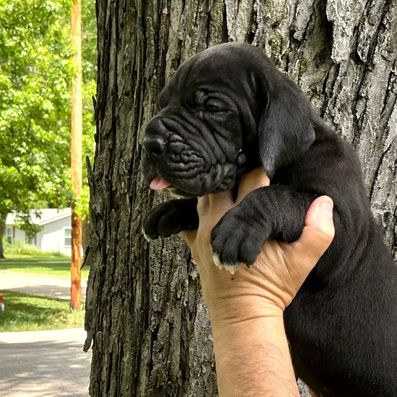 Solid black female European Great Dane puppy at Reager's House in Topeka, Kansas