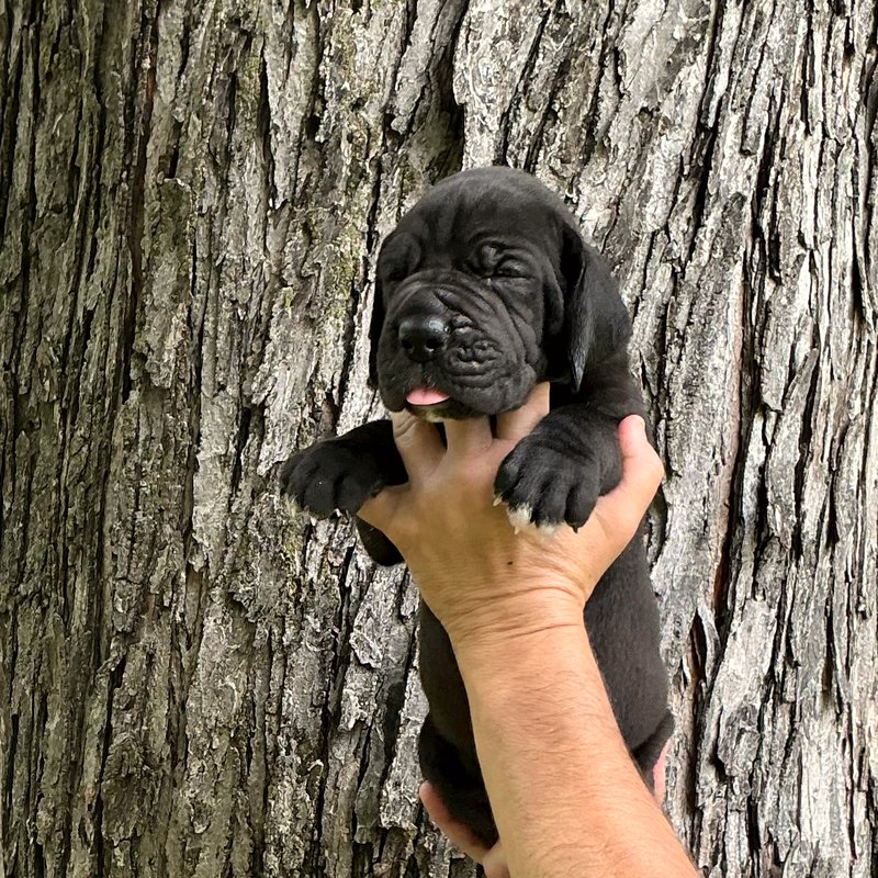 Solid black female European Great Dane puppy at Reager's House in Topeka, Kansas