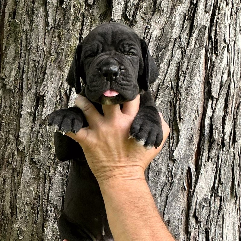 Solid black female European Great Dane puppy at Reager's House in Topeka, Kansas
