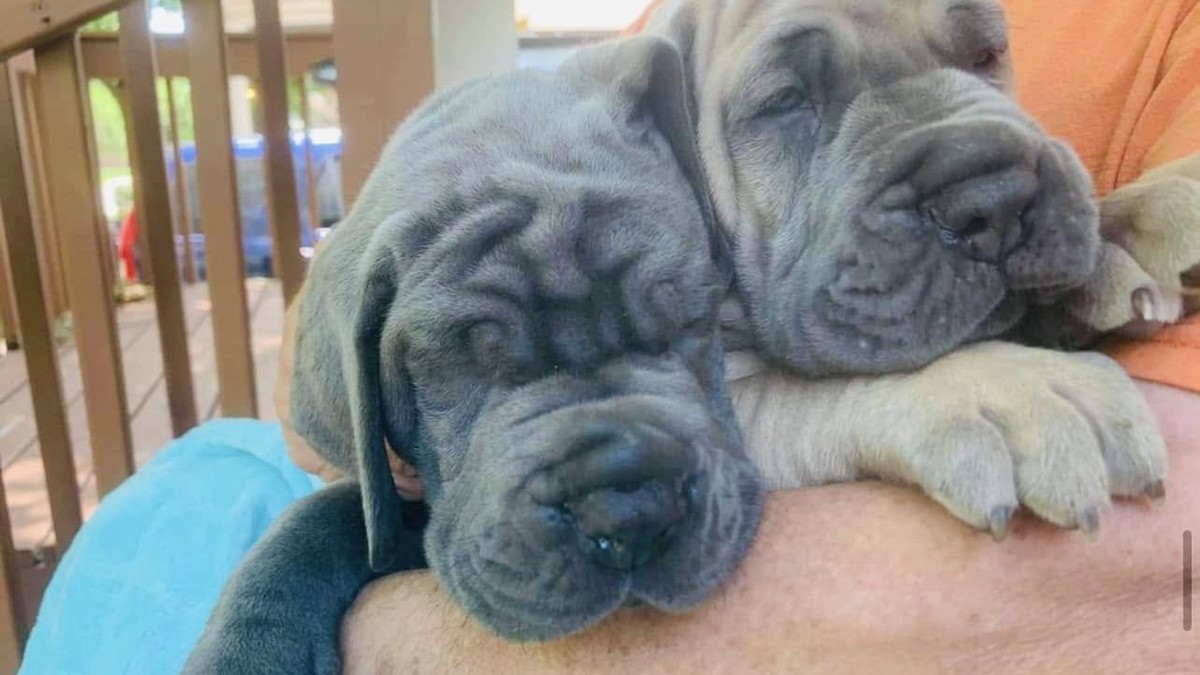 Upcoming Litters & Puppy Calendar