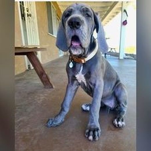 European Great Dane puppy photo