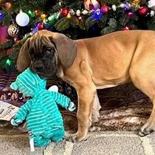 European Great Dane puppy photo