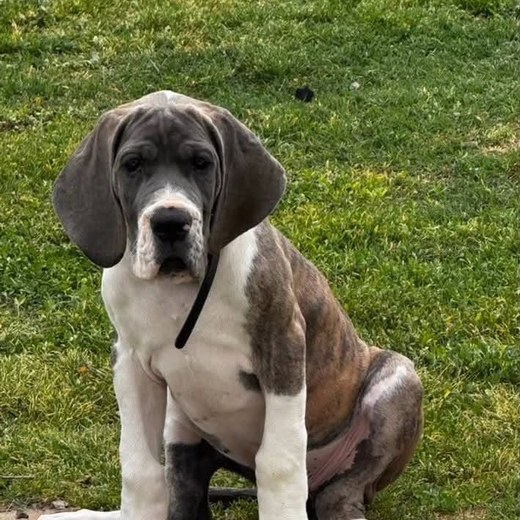 European Great Dane puppy photo