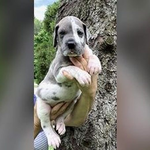 European Great Dane puppy photo