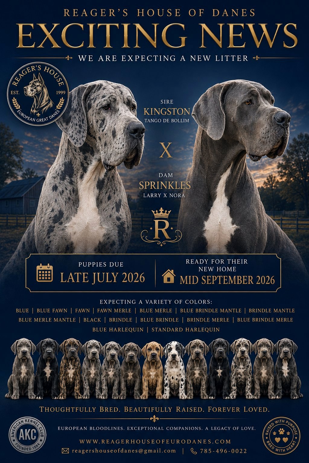 Kingston x Sprinkles upcoming litter announcement — Reager's House of European Great Danes