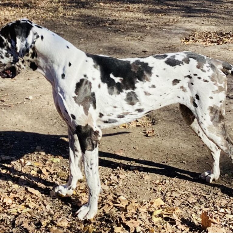Frankie, Harlequin female European Great Dane at Reager's House
