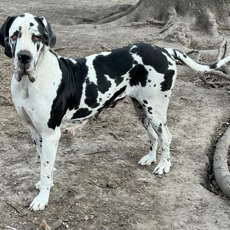 Vanessa, Harlequin female European Great Dane at Reager's House