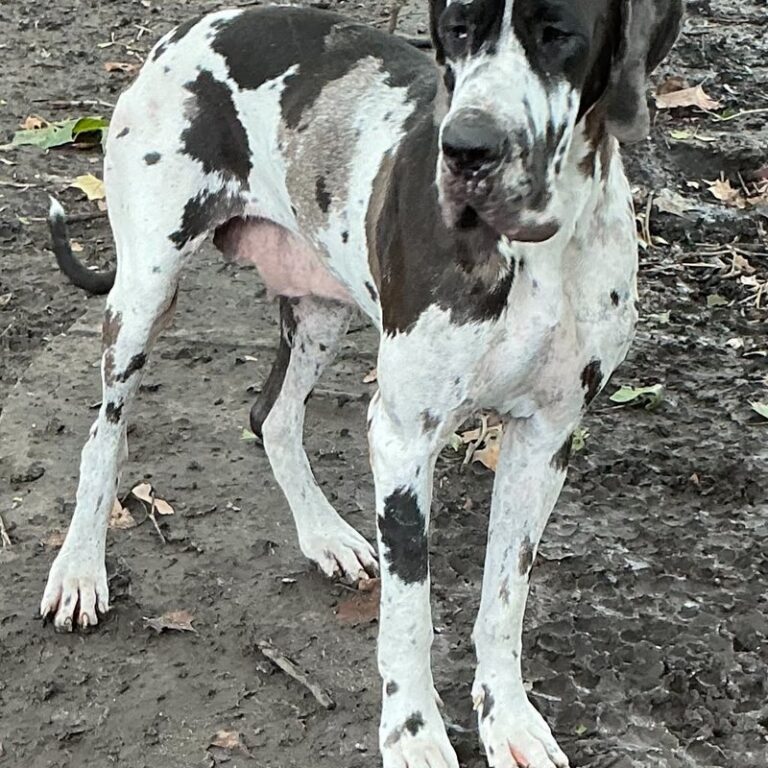 Vashti, Harlequin female European Great Dane at Reager's House