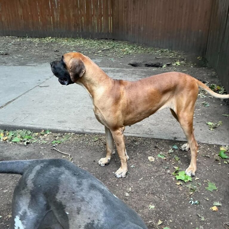 Zia