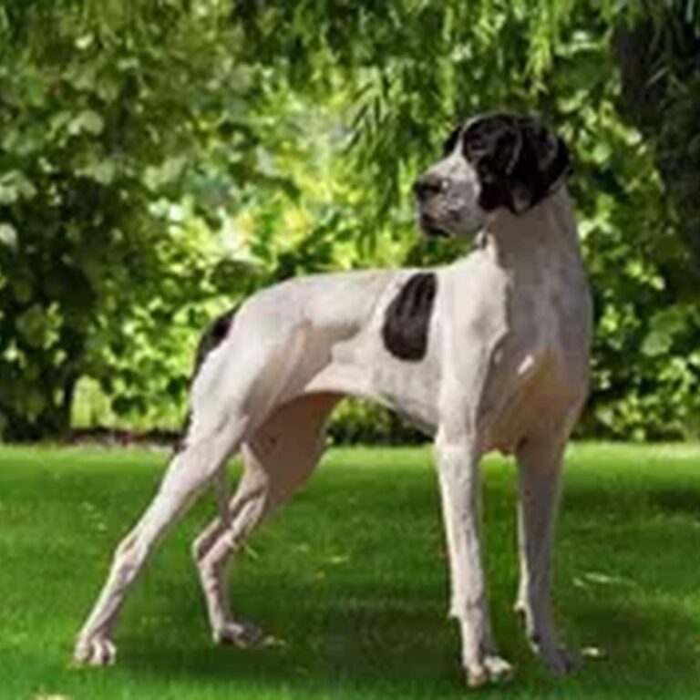 GiGi, Harlequin European Great Dane (legacy) at Reager's House