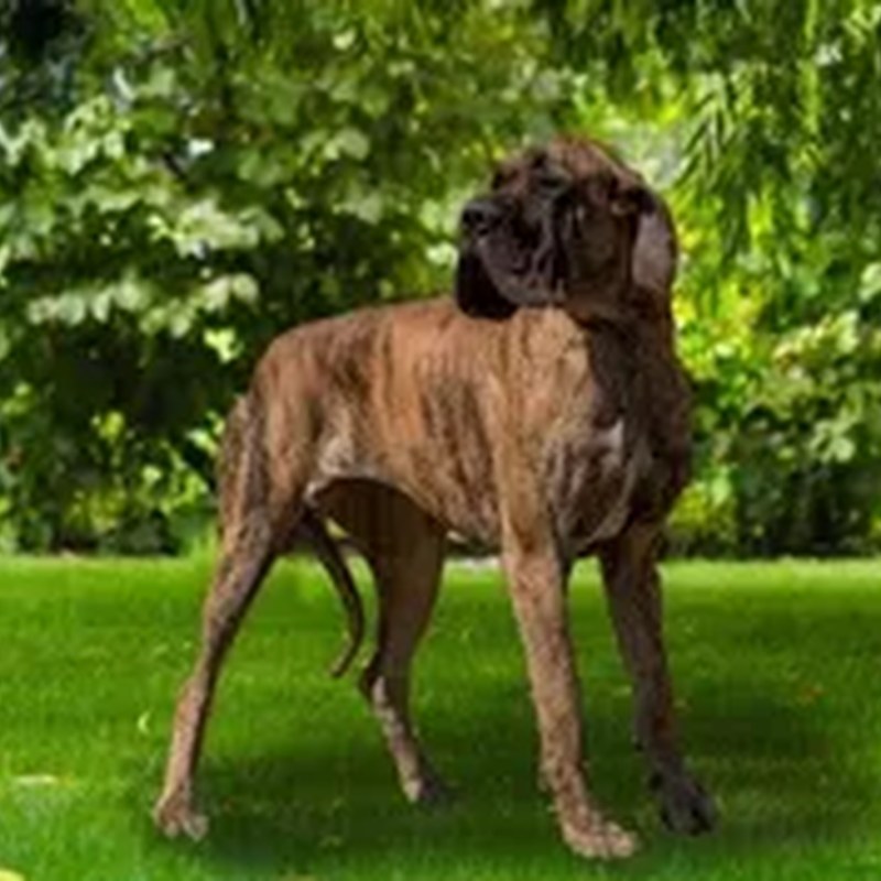 Juno