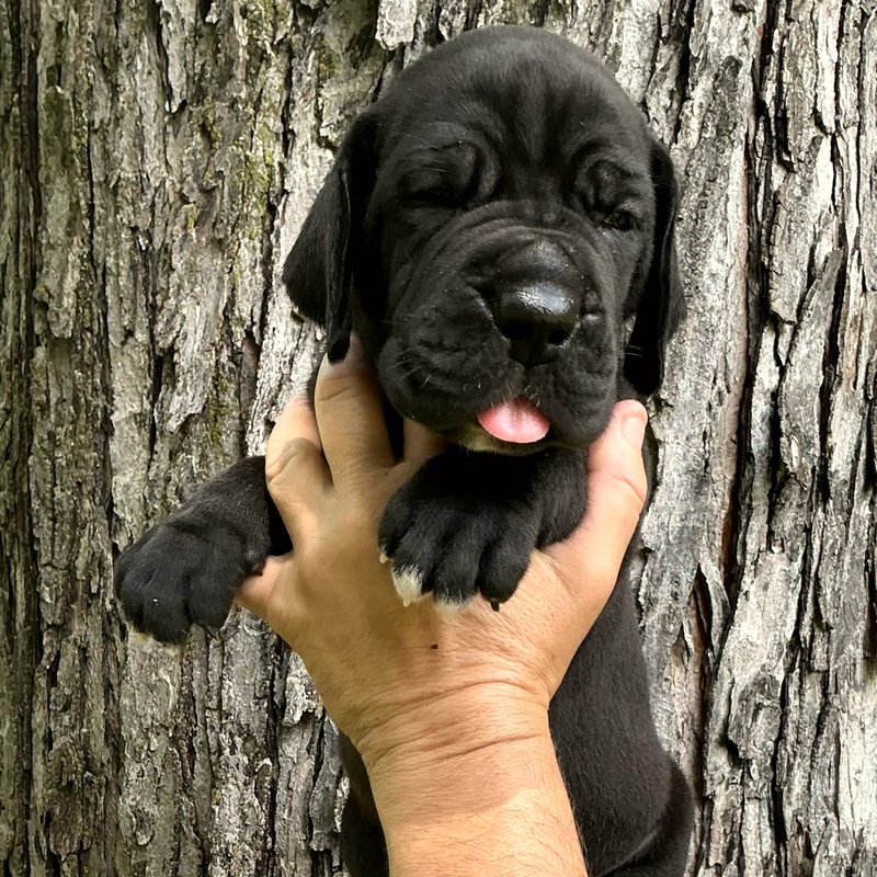 Current Litter — Black Puppy B