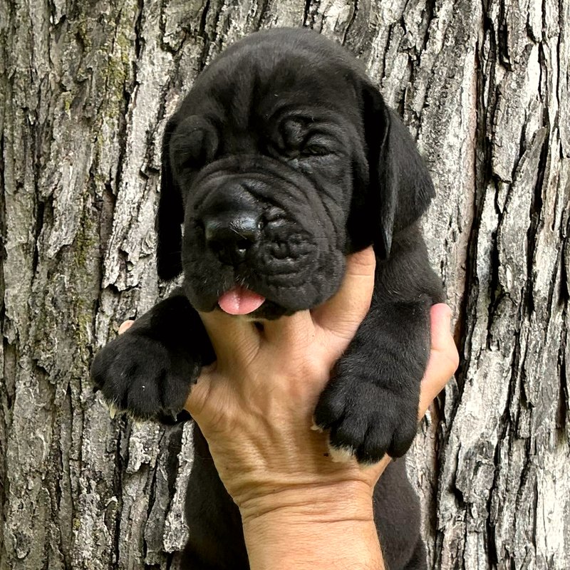 Current Litter — Black Puppy C
