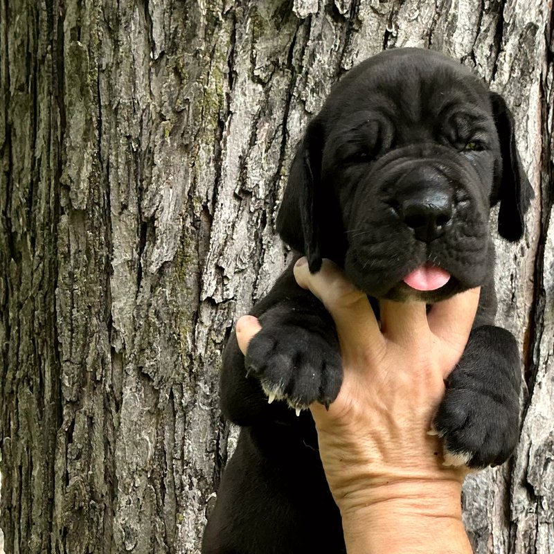 Current Litter — Black Puppy D