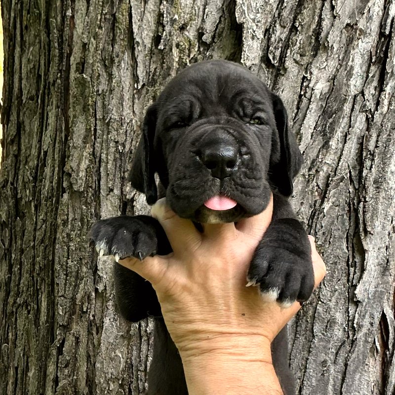 Current Litter — Black Puppy E