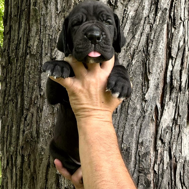 Current Litter — Black Puppy F