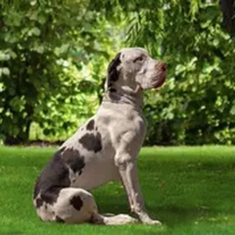 Rooney, Fawn European Great Dane (legacy) at Reager's House